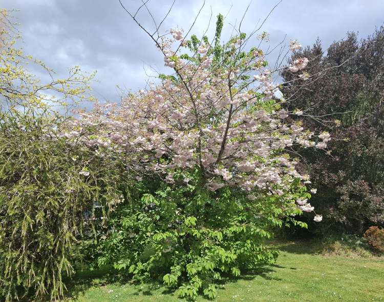 65 Rhodes Street Waimate_25