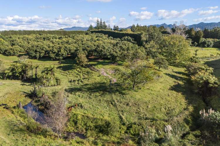 222 Wharawhara Road Katikati_17