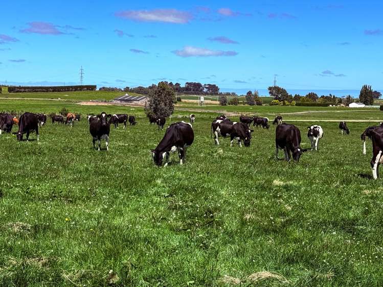 251 Rakahouka Hedgehope Road Mabel Bush_11