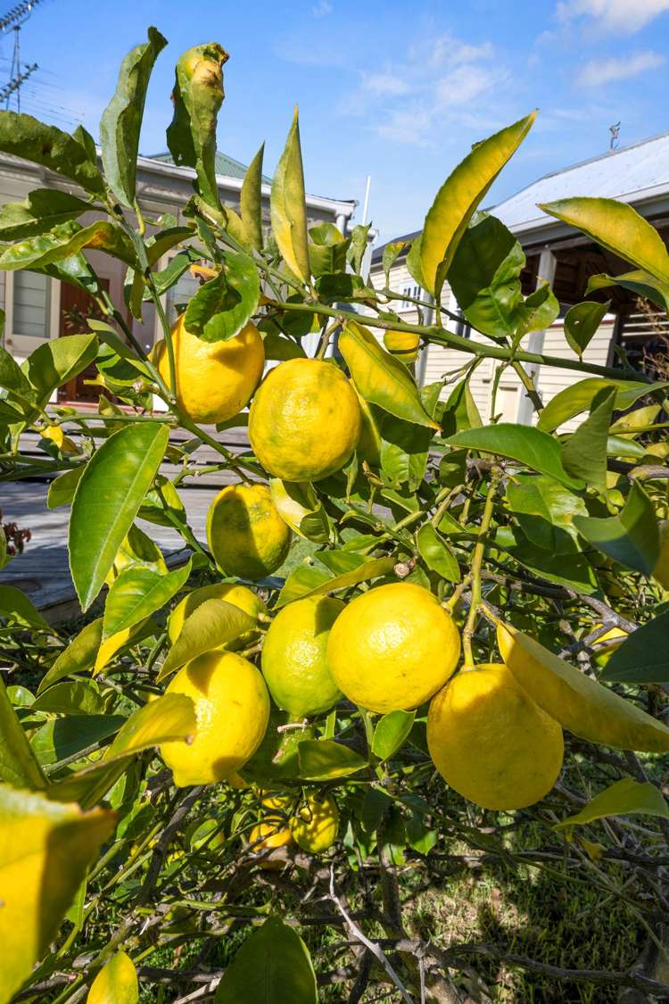 19 Vauxhall Road Devonport_34