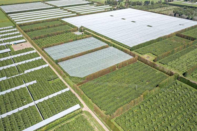 73 Orchard Road Edgecumbe_14