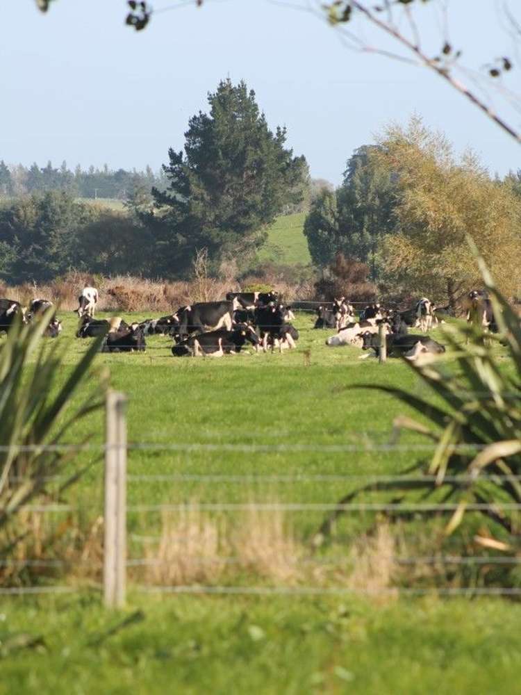 59 Oware Road Catlins Surrounds_14