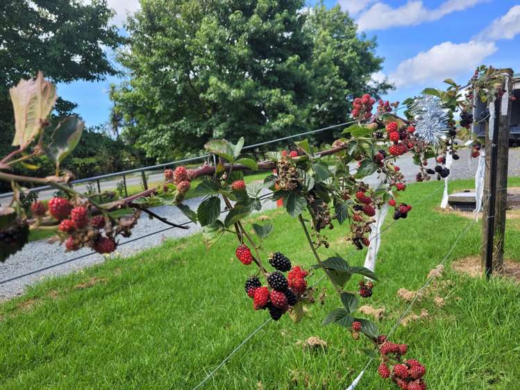 647 Pipiwai Road Matarau_14