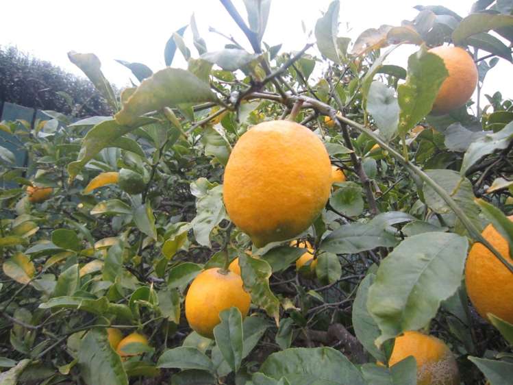 7/47 Edmonton Road Henderson_14