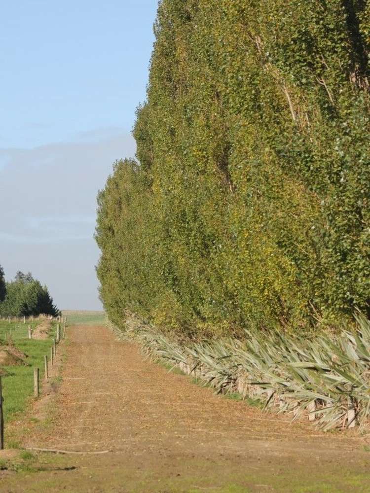 59 Oware Road Catlins Surrounds_15