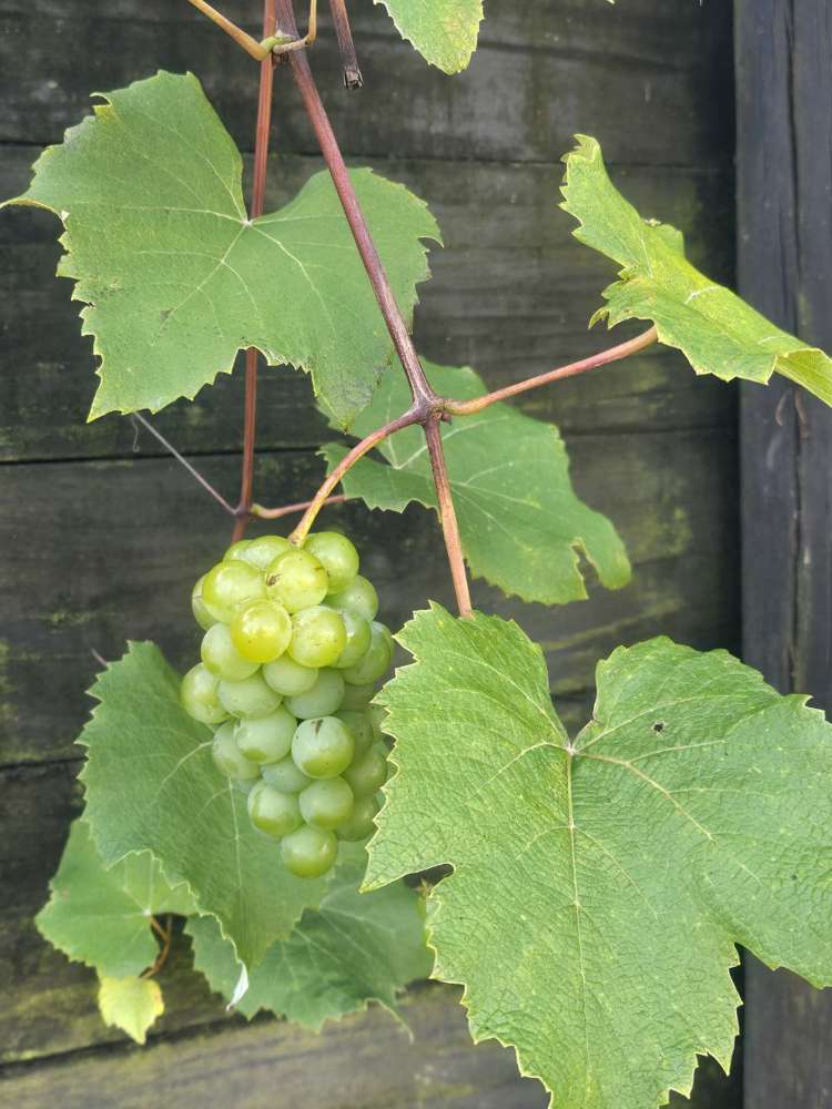 65 Blue Gum Drive Warkworth_19