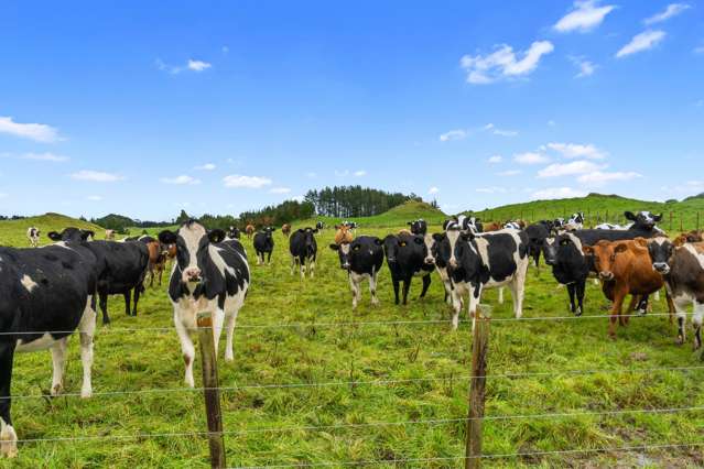 Beef or Heifers?