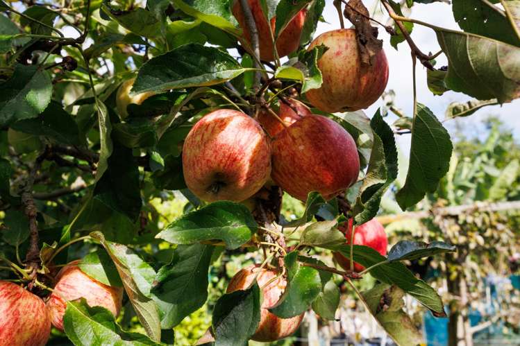 1233 Makino Road Halcombe_24