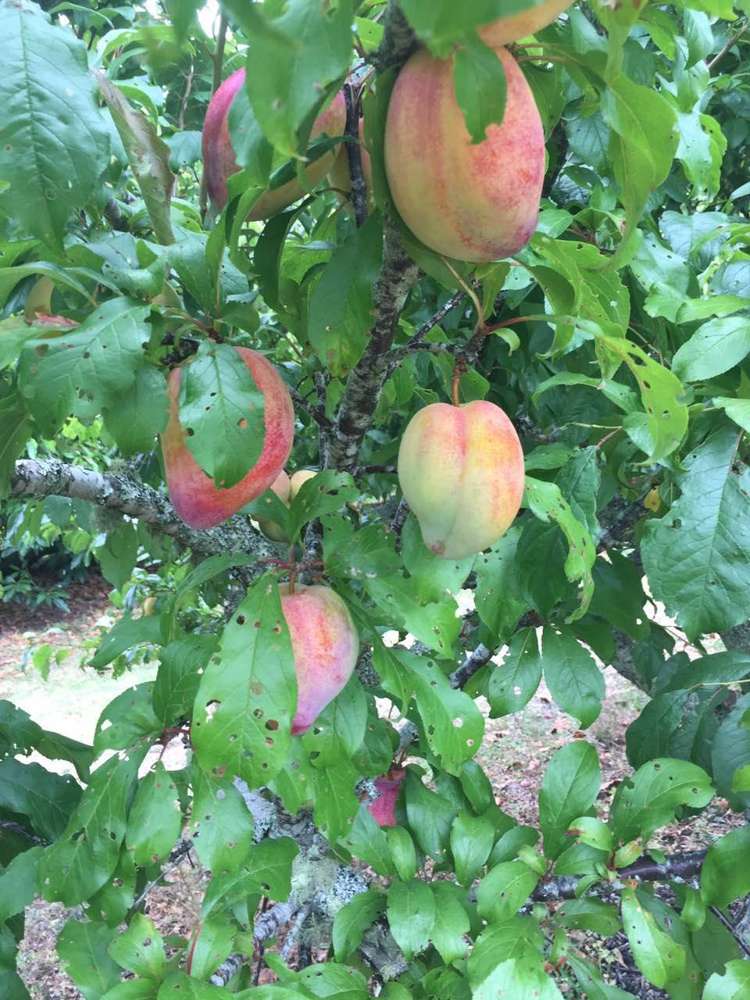 1618 State Highway 14 Maungatapere_5