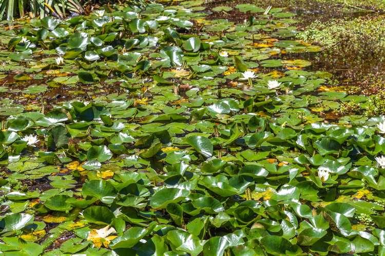 345 Hikuai Settlement Road Hikuai_21