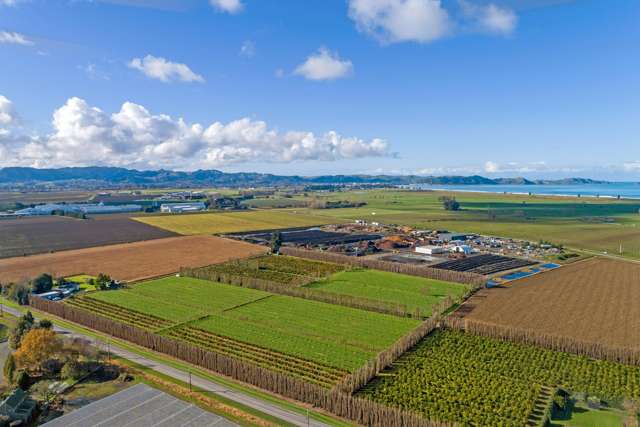 153 Willows Road Matawhero_2