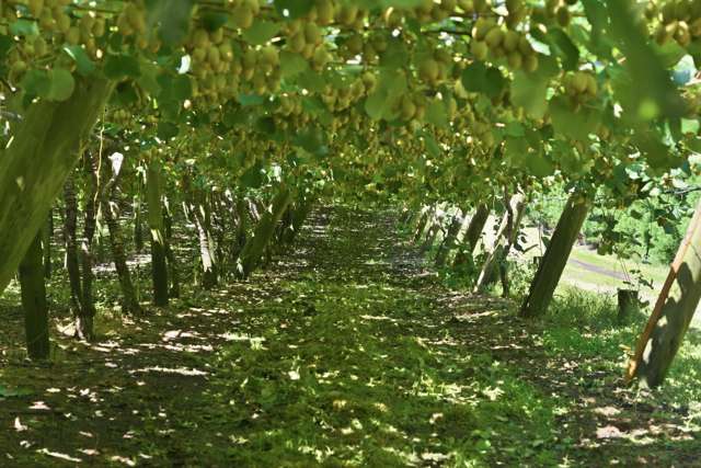 80 Roydon Downs Road Paengaroa_3