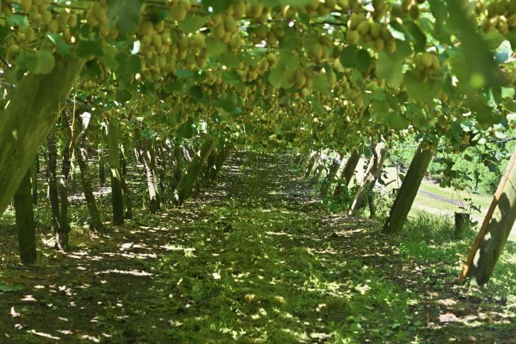 80 Roydon Downs Road Paengaroa_3