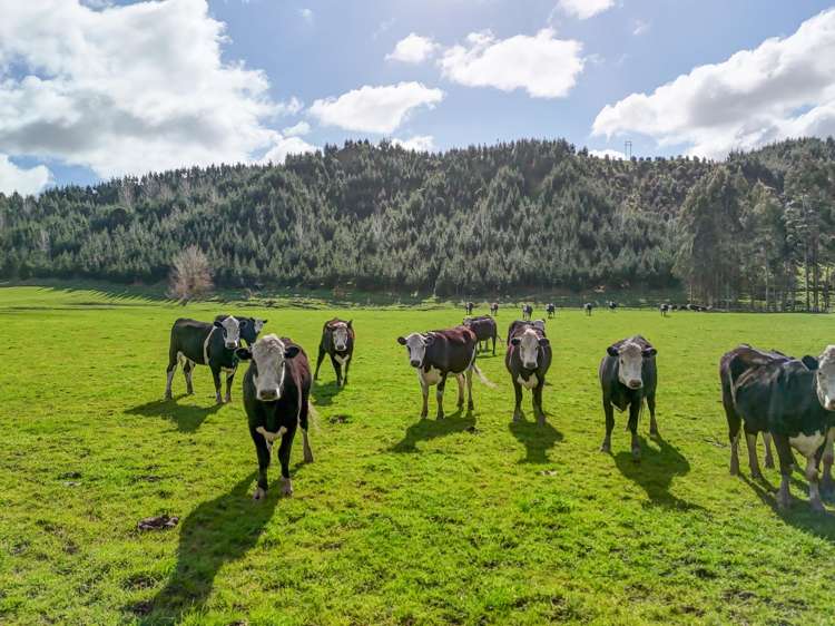 1584 Brunswick Road Kai Iwi_27