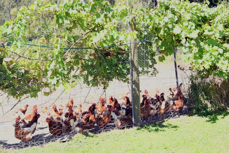 275 Riwaka Valley Road Motueka_10