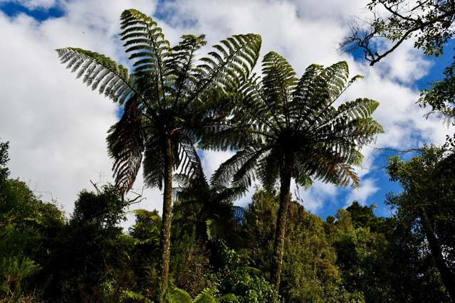 40Ha Block State Highway 67 Mokihinui_1