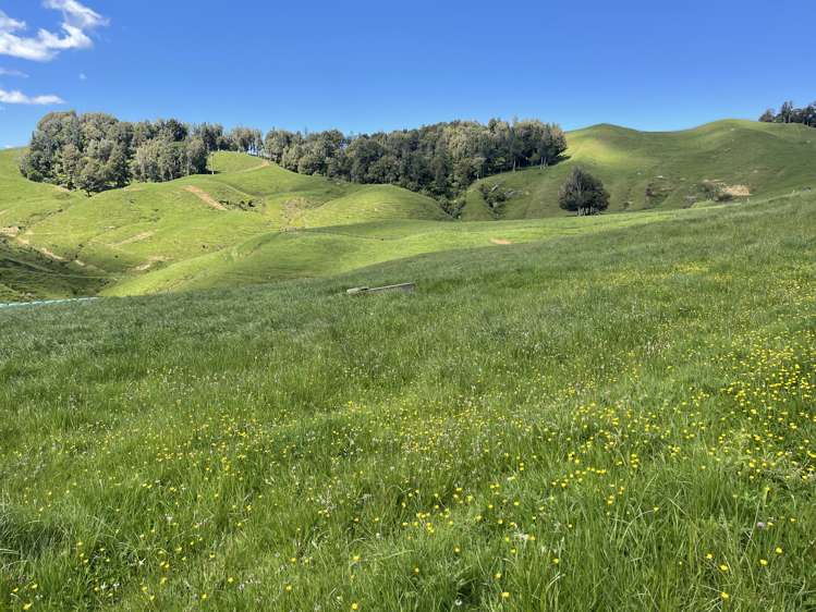 104 Tapuae Road Honikiwi_34