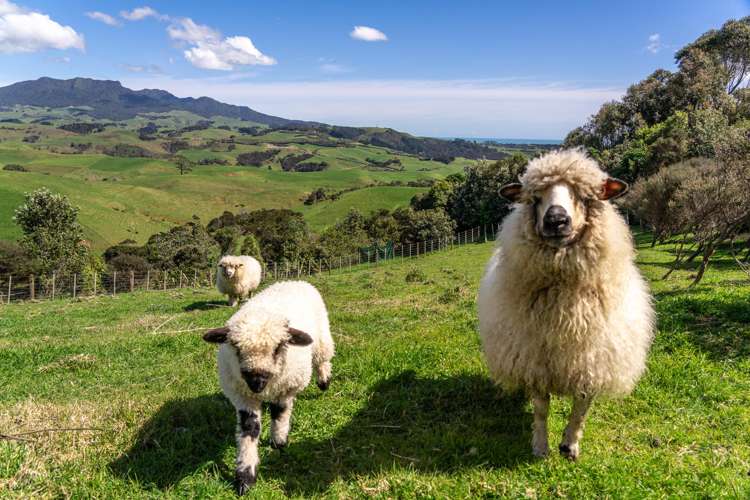 176 Maungatawhiri Road Raglan_6