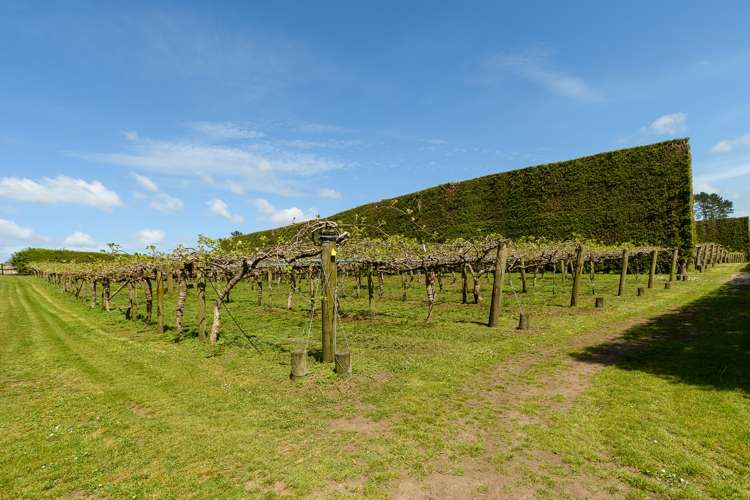 566 Belk Road Kaimai_15