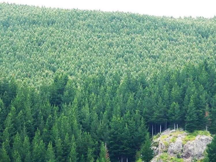 571a Mcqueens Valley Road Gebbies Valley_1