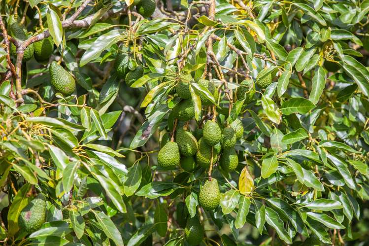 231 Walford Road Aongatete_39