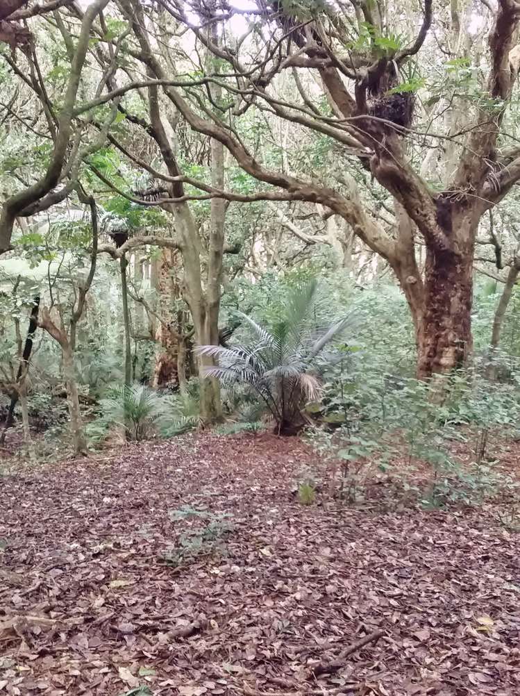 2431 Awhitu Road Awhitu_18