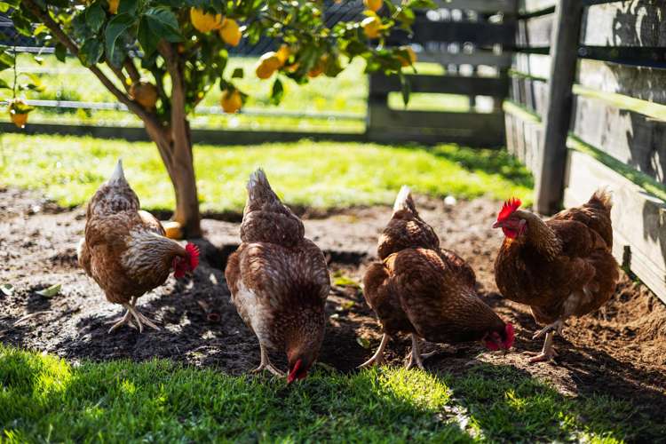 178 Mowbray Road Waharoa_18