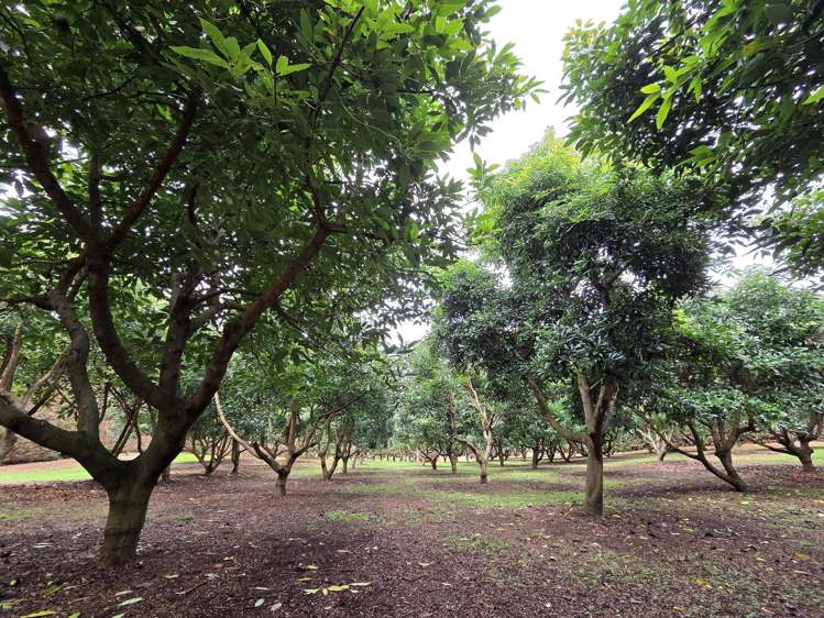 244 Beach Road Katikati_41