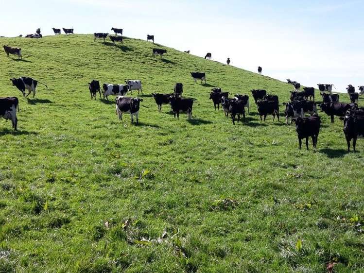 346 Rugby Road Tariki_16