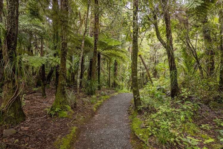 586 Tapu Coroglen Road Coromandel Forest Park_12