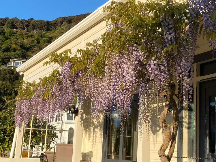 16 Mahoe Street Tawa_27