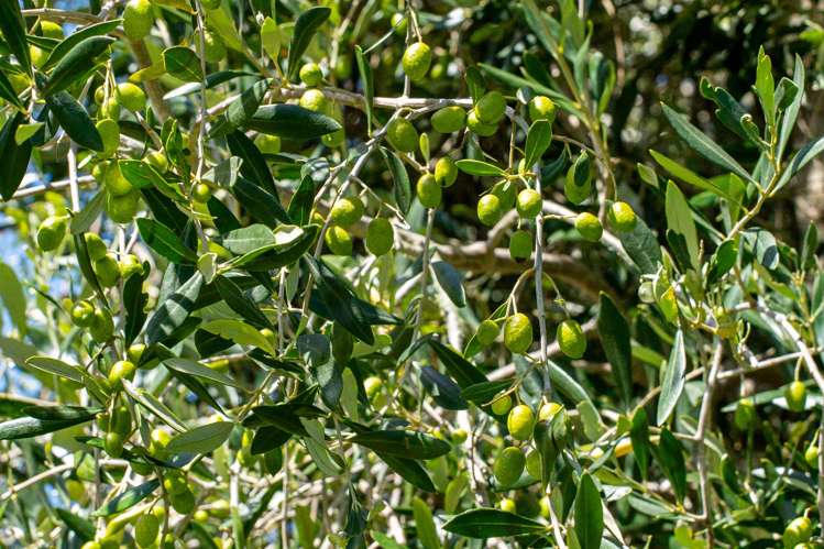 881 Whakapirau Road Whakapirau_26