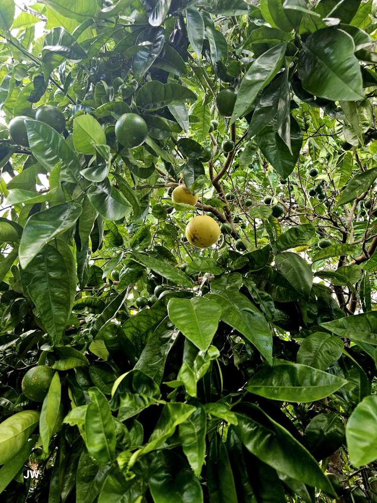 40 Zealandia Road Manly_20