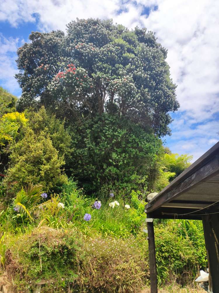 1166 Kennedy Bay Road Coromandel_19