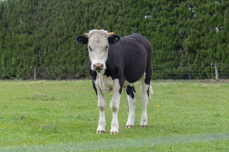 90 Neave Road West Melton_35