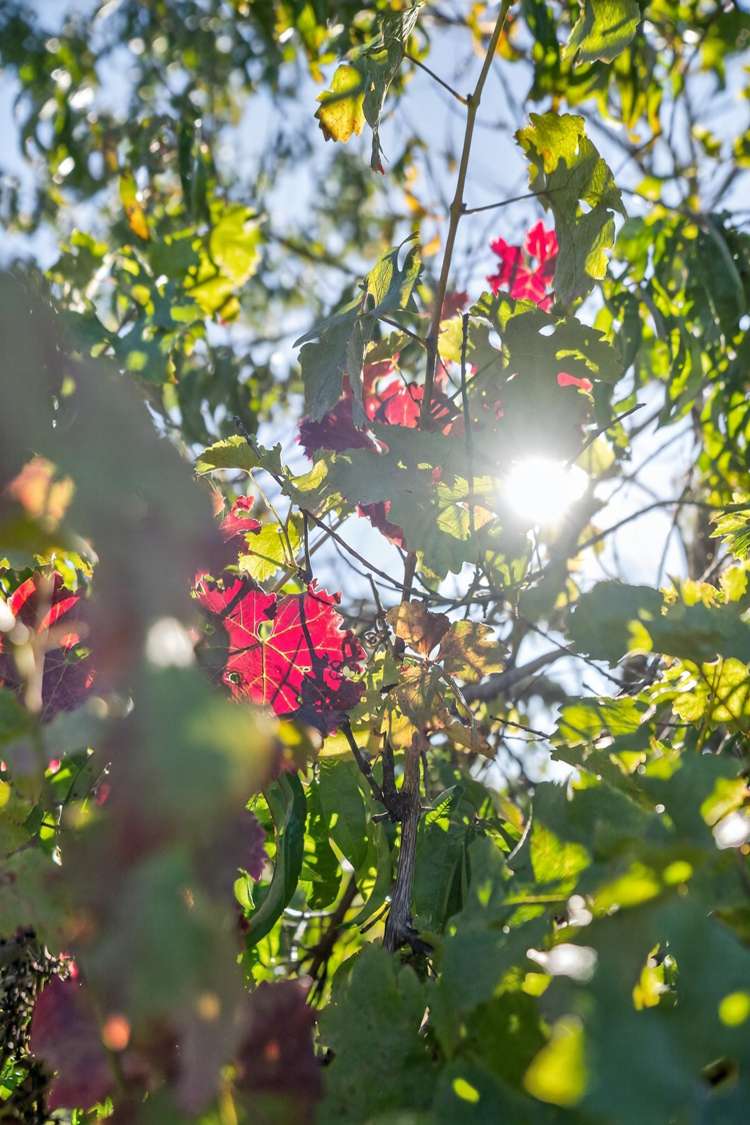 15a & 15b French Street Martinborough_12