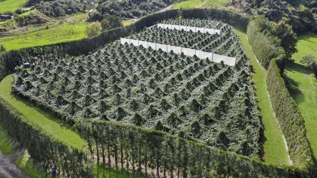 155A Gow Road Opotiki_1