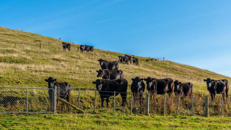 5162 Christchurch Akaroa Road French Farm_29