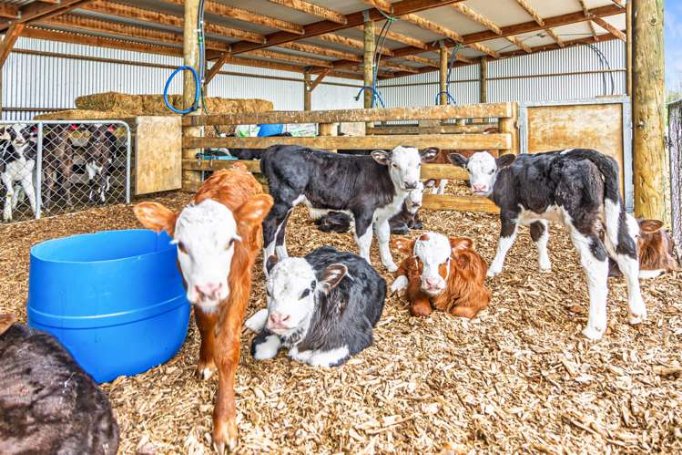 1375 Ashburton Staveley Road Ashburton Forks_9