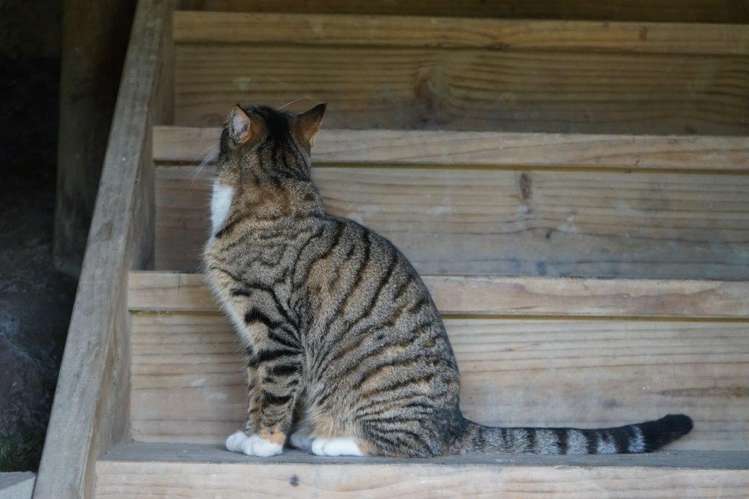 2/7a Arrow Street Washington Valley_13