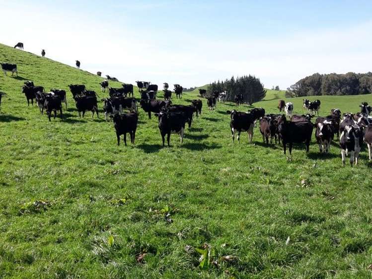 346 Rugby Road Tariki_65