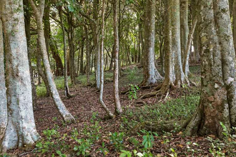 1027 State Highway 14 Maungatapere_16