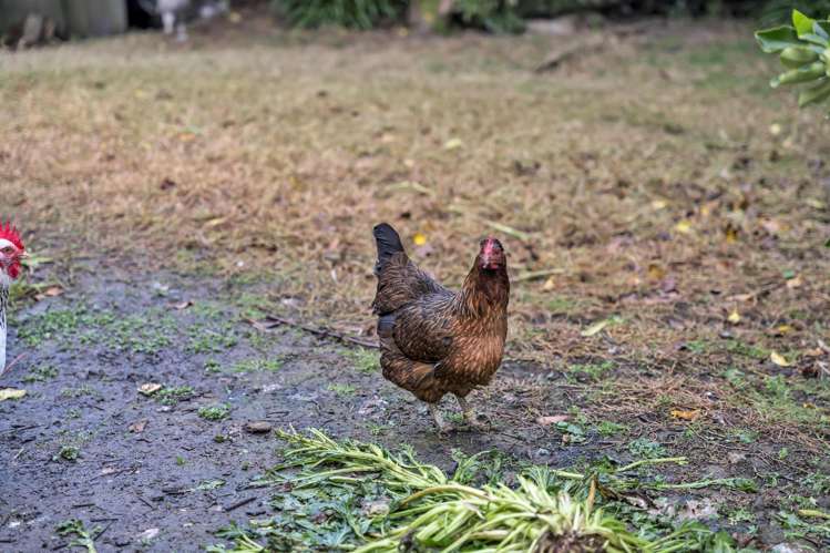 134 Phillips Road Kaiwaka_6