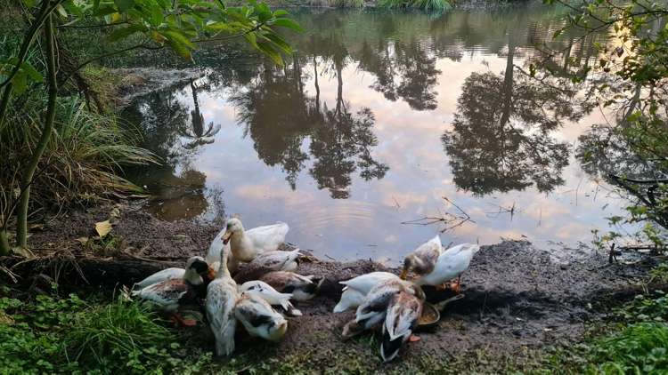 915 Waikare Road Waerenga_31