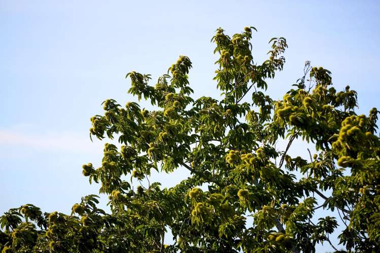 196C Pukemapu Road Oropi_13