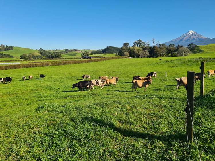 801 Mangorei Road Mangorei_17