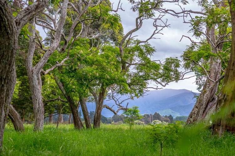 106 Cross Line Greytown_0