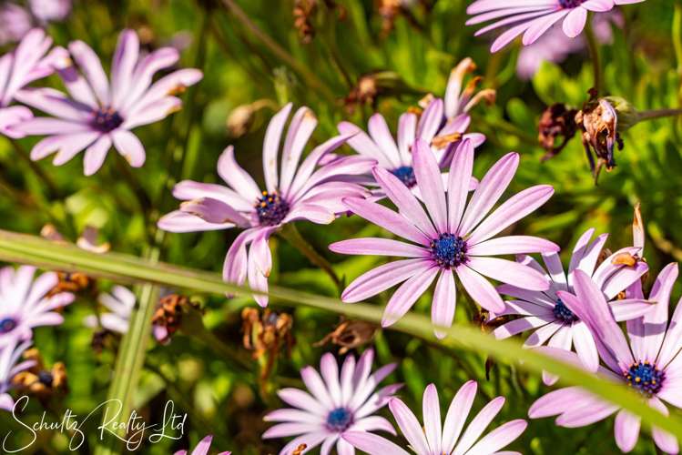 70 Jellicoe Road Ruawai_35