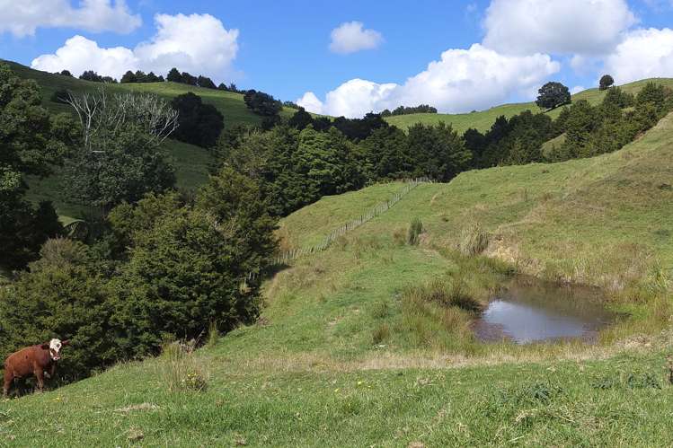 632 Marlow Road Maromaku_14