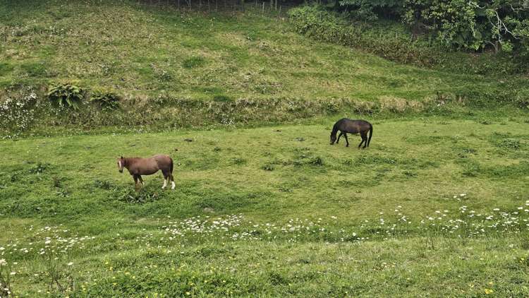 86A Glue Pot Road Oropi_22